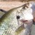 KDWPT: Wishing you a ‘crappie day’