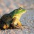Frogging season underway