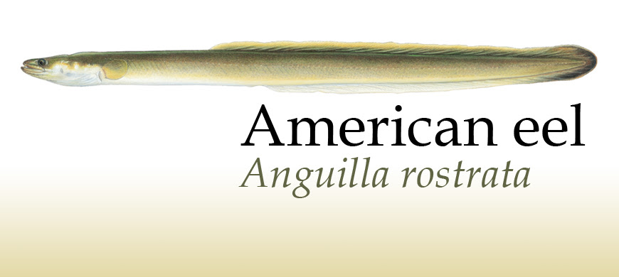 Kansas angler discovers rare eel on end of line