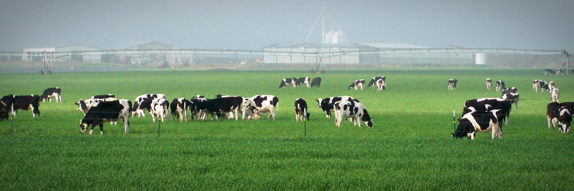 KDA: Kansas is America’s top new location for large dairies