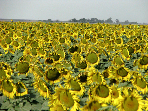 KDA seeks participants for statewide survey of specialty crops