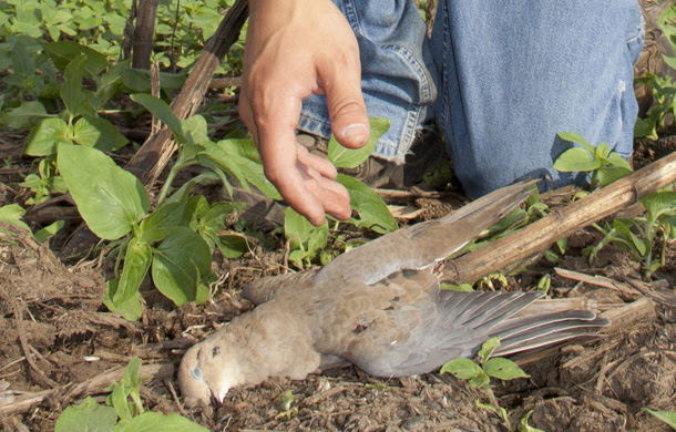 Long wait for dove hunting season almost over