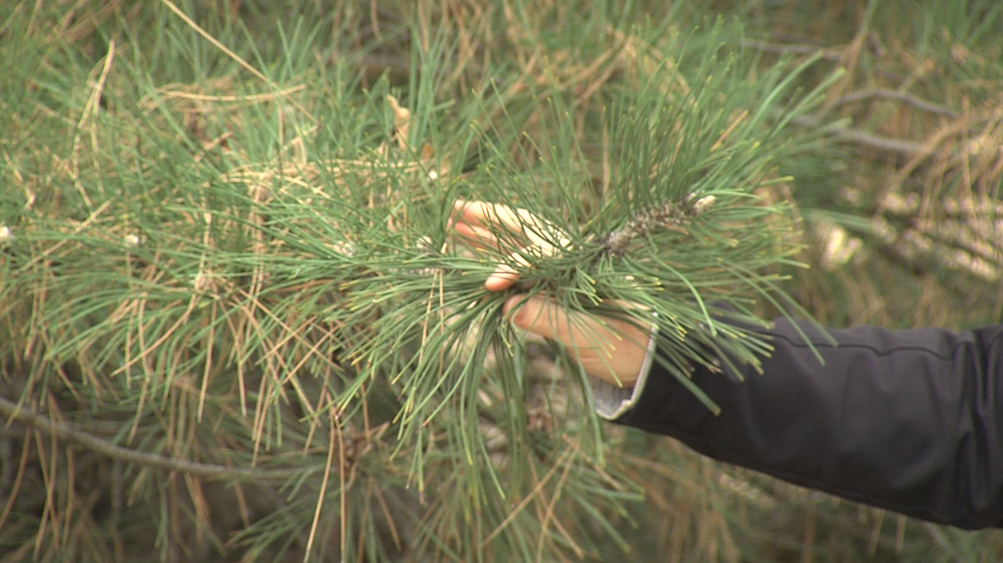 🎥 Extras from the Extension: Holly Dickman