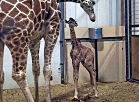 Early Christmas gift at Kansas zoo