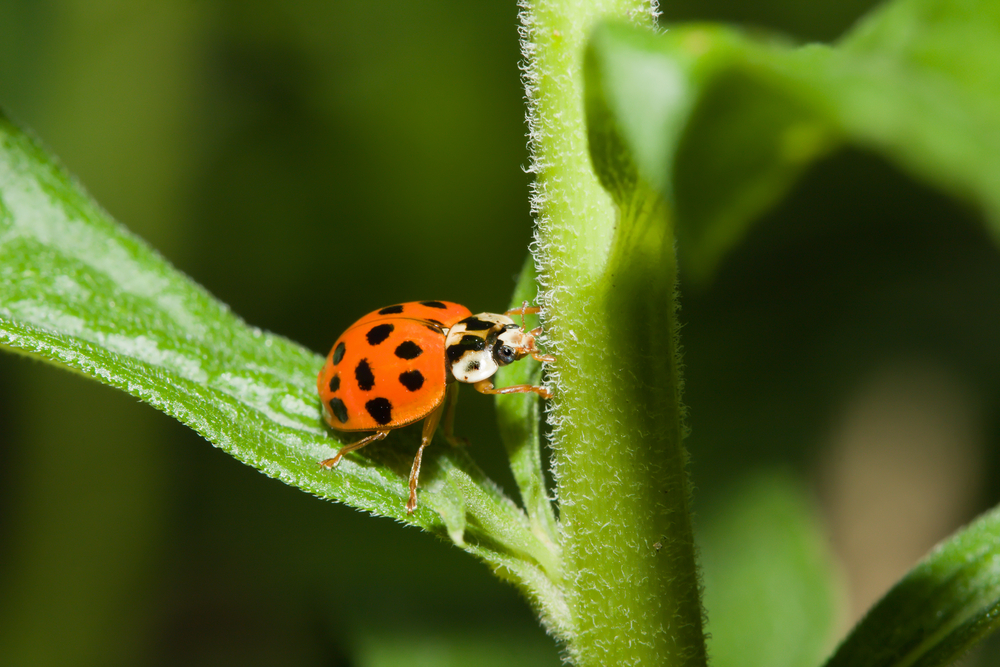 Asian lady beetles are on the march, right into Kansans’ homes