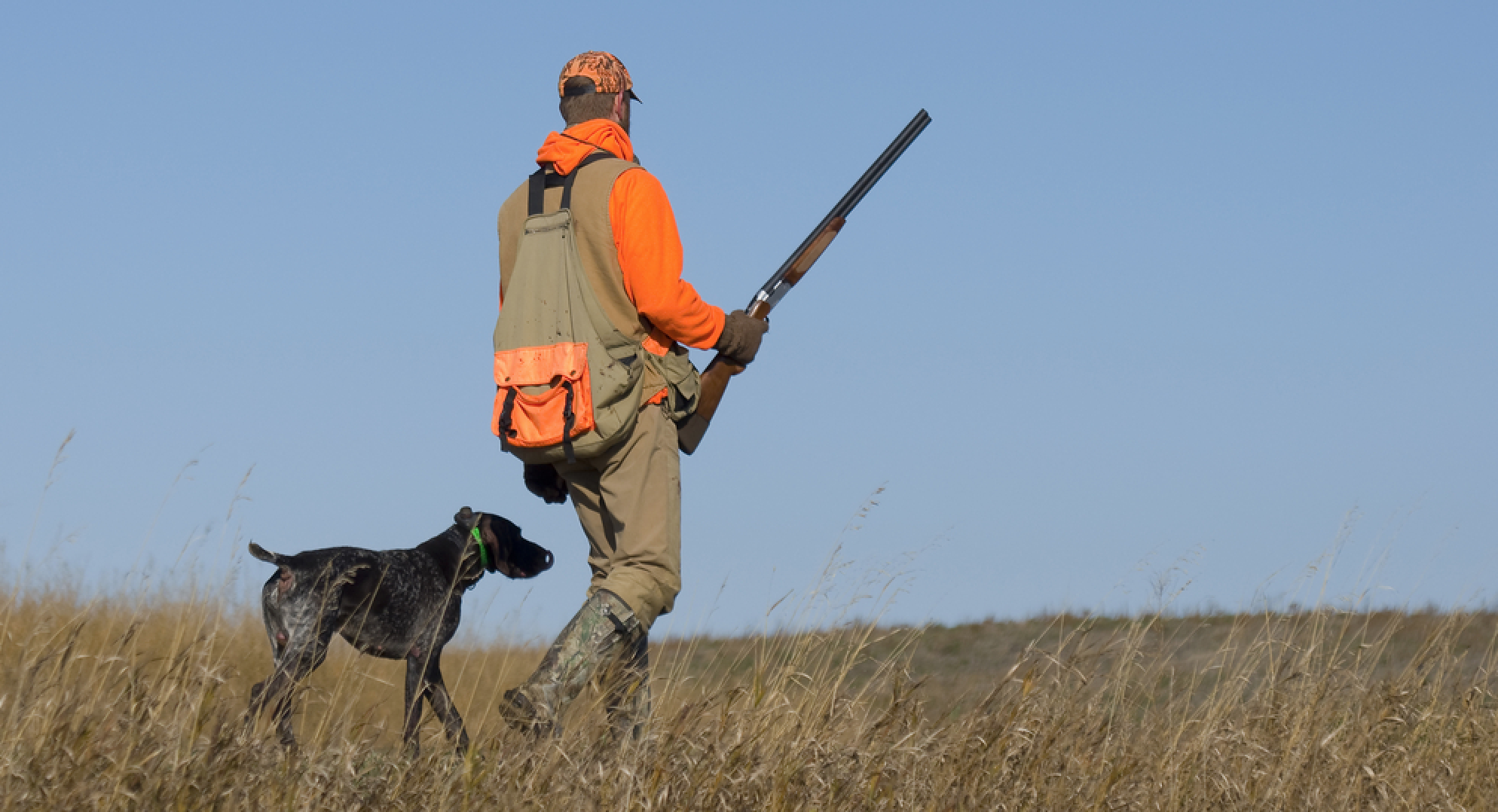 Wildlife officials expect strong pheasant season as hunters take to NW Kan.