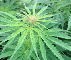 Kan. Appeals Court upholds ruling in case of 131 marijuana plants