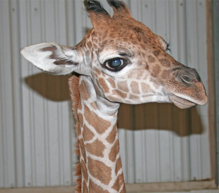 Baby giraffe ready to meet Kansas visitors