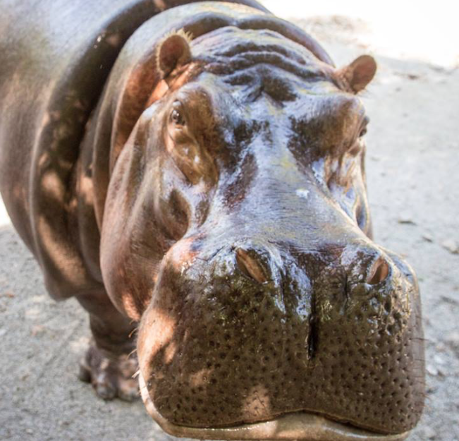 Sad day for staff at Kansas City Zoo