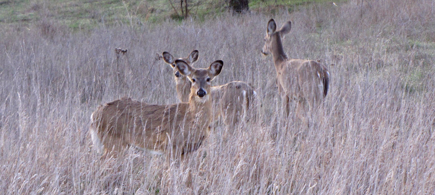 Last chance for venison backstraps