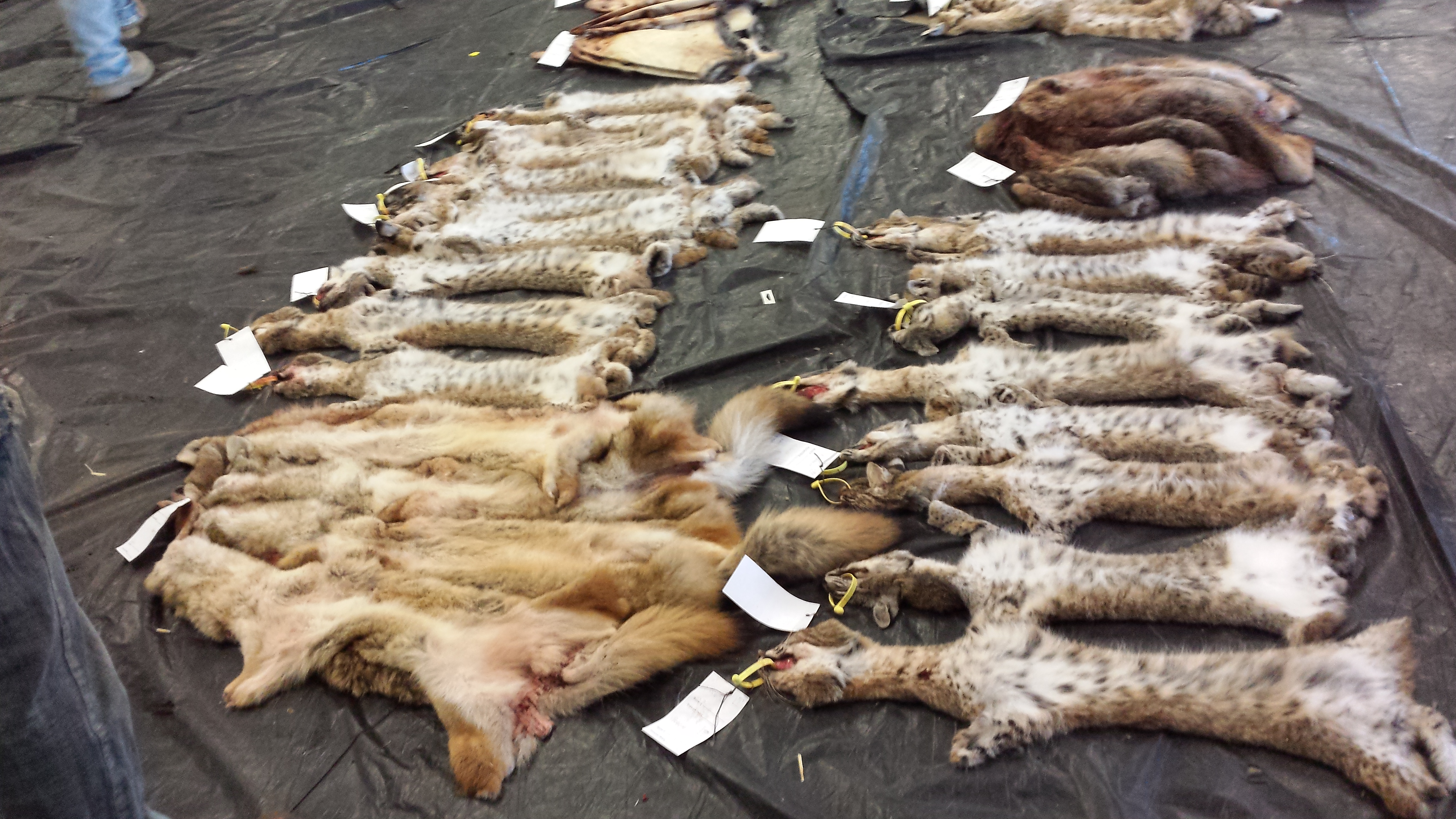Exploring Kansas Outdoors: ‘Fur’ the love of trapping