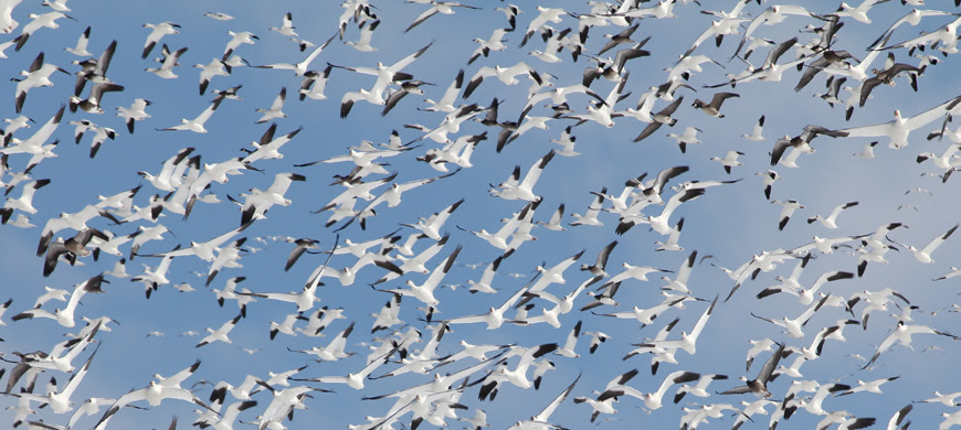 Light goose conservation order open now