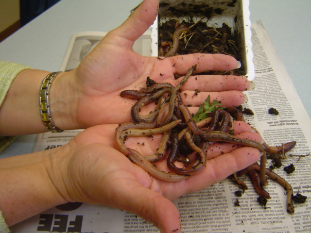 Exploring Outdoor Kan.: Yet another Kansas crop in 2017