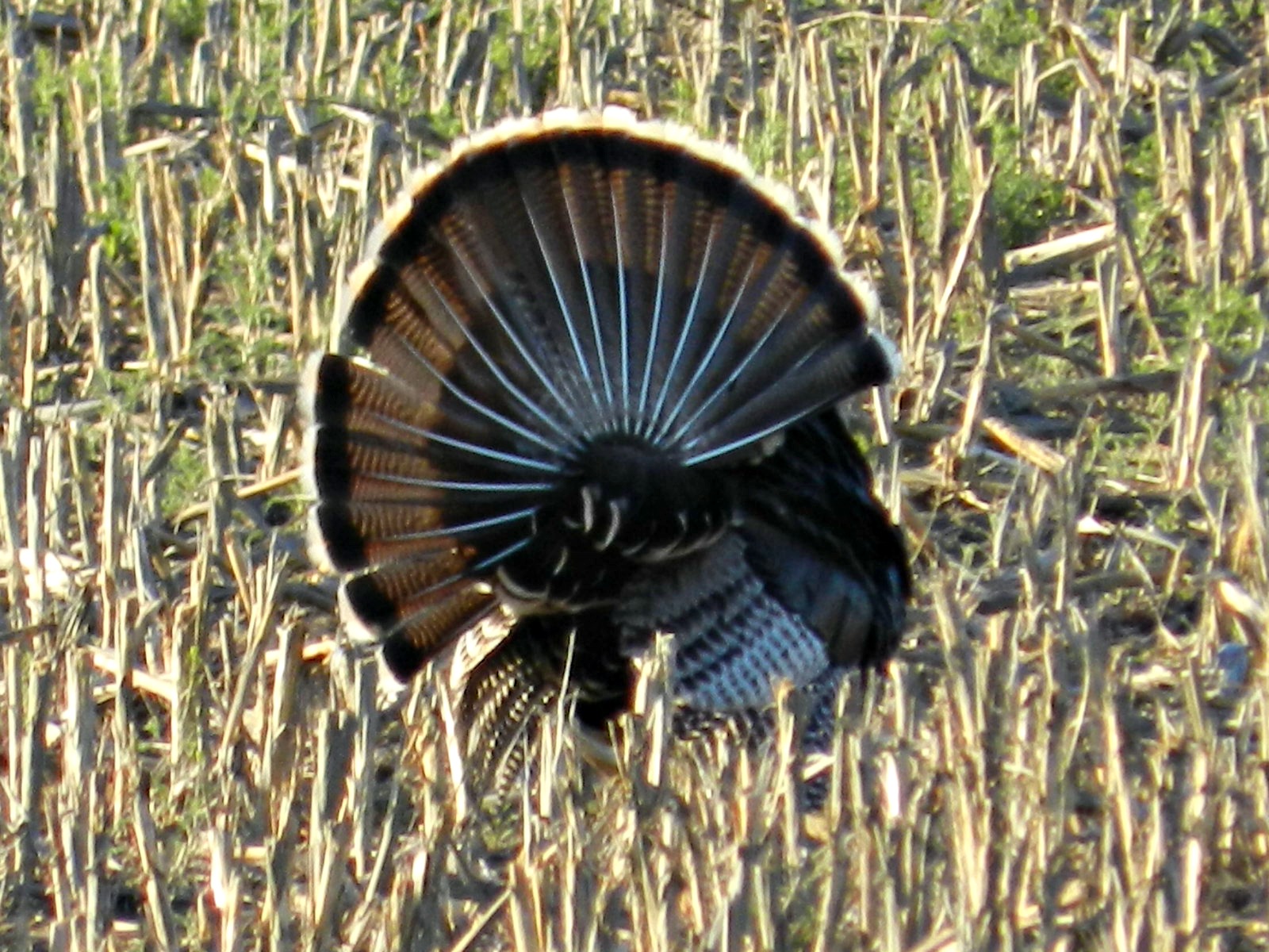 MADORIN: Blooming turkeys