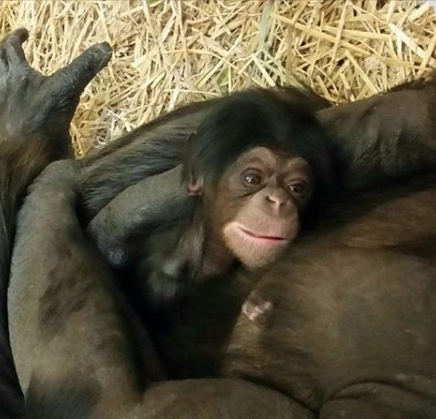 Kansas City Zoo welcomes baby chimpanzee