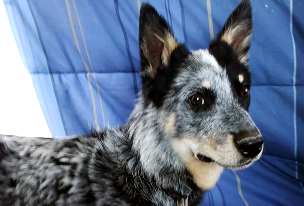dog saved by social media
