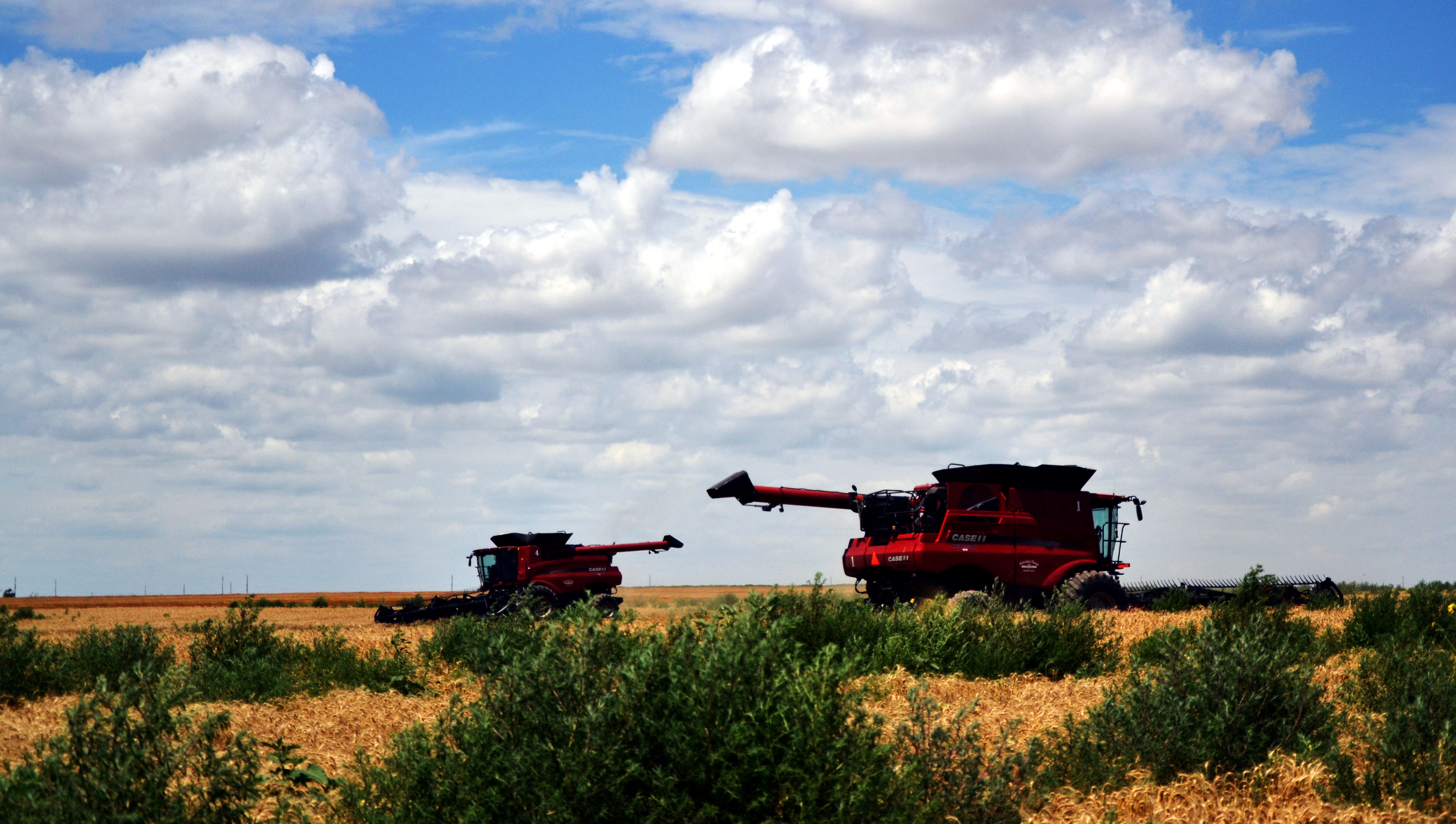 Winter wheat harvest in Ellis county 2019