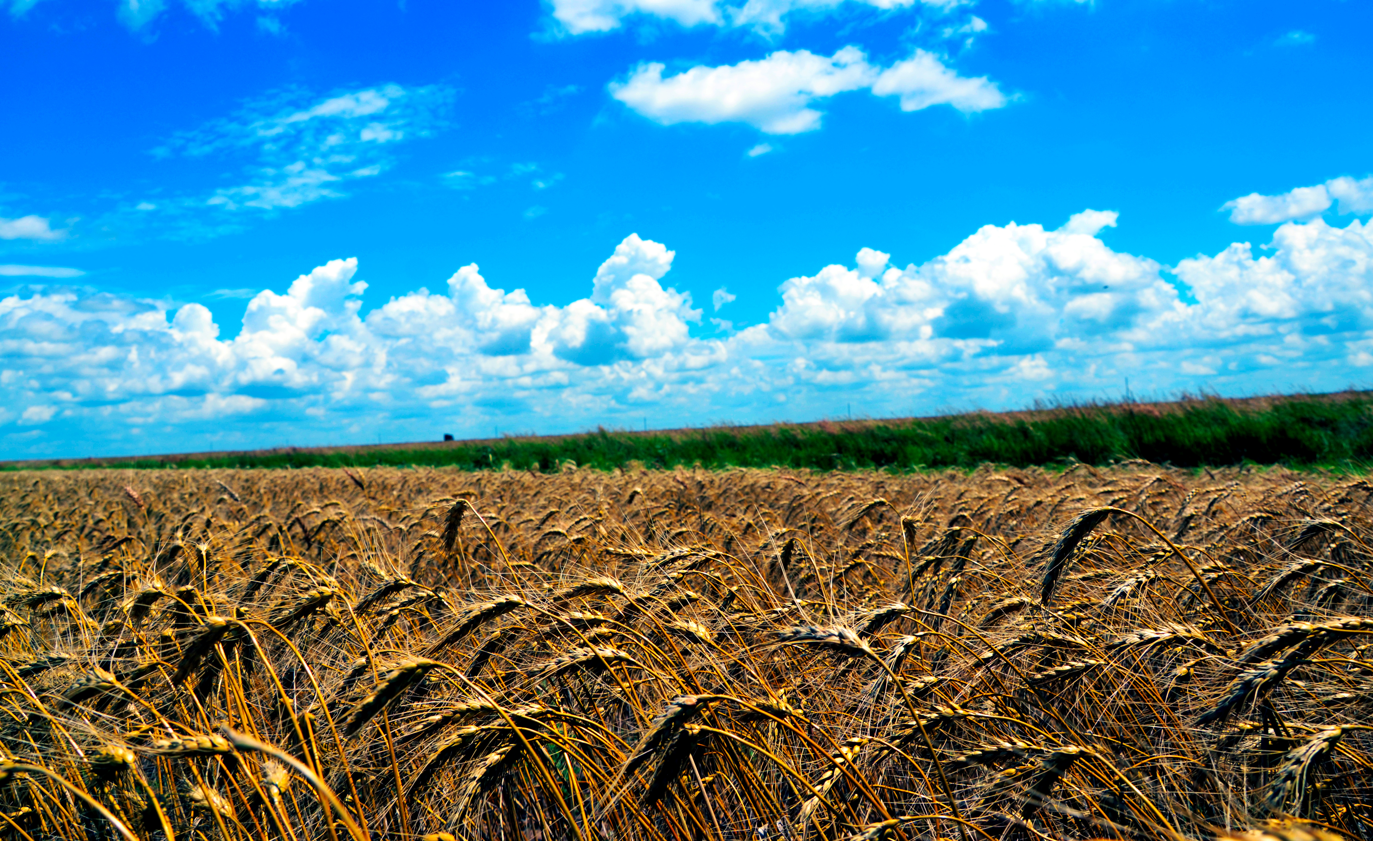 Winter wheat harvest in Ellis county 2019