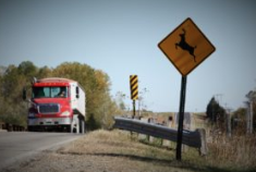 Kansas had 10-year high for deer-related crashes in 2018