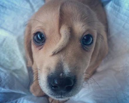 Rescue: ‘Unicorn’ puppy born with tail growth on head