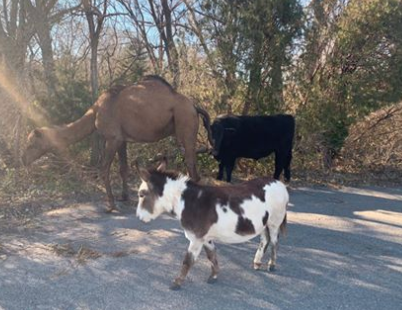 Camel, cow, donkey found roaming along Kansas road