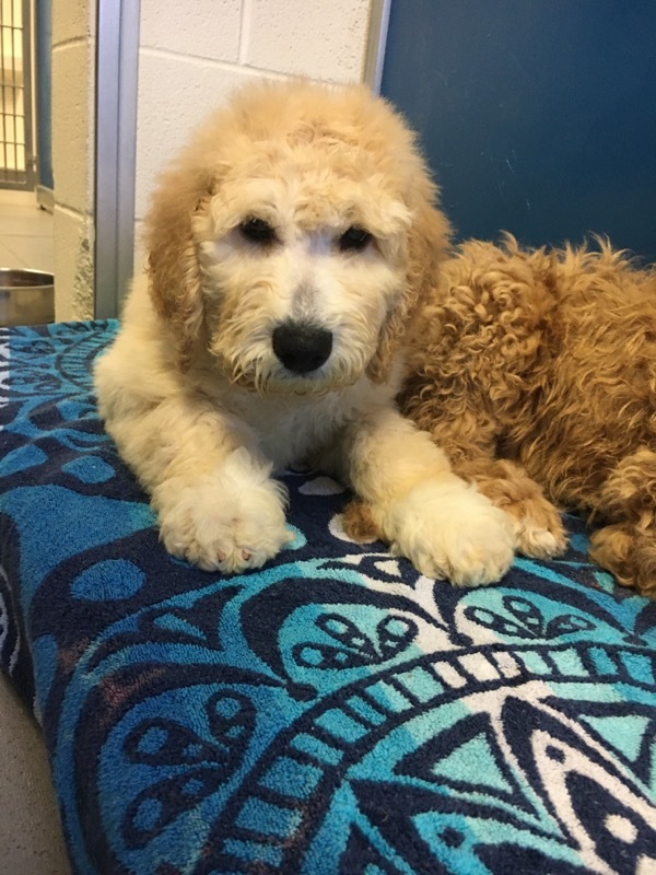 The Post Podcast: Humane Society receives wide interest in Goldendoodle puppies